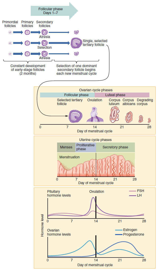 The menstrual cycle showing hormone levels (FSH, LH, estrogen, progesterone), ovarian follicular and luteal phases, and endometrial changes