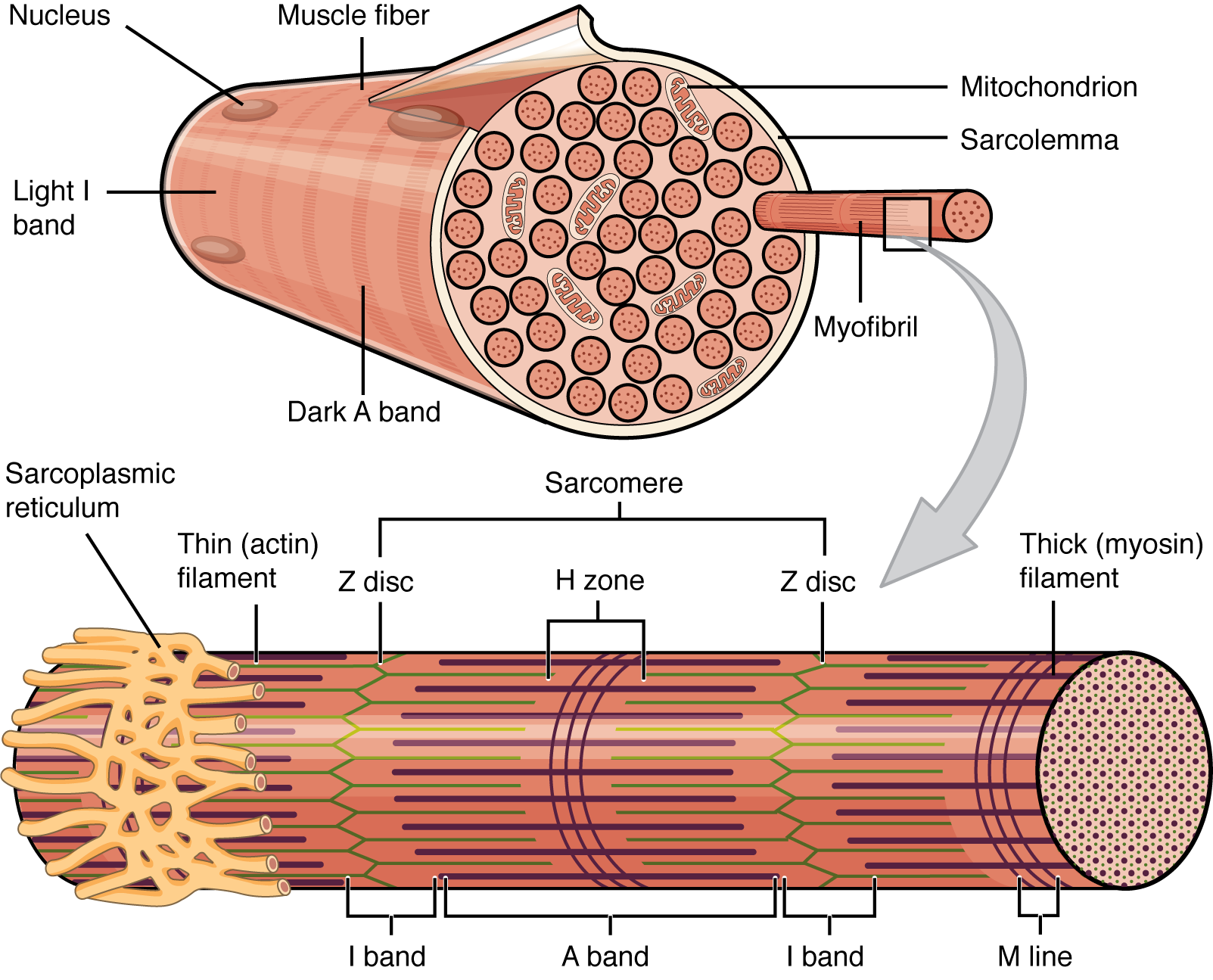 Skeletal muscle fiber structure showing myofibrils, sarcomeres, T-tubules, and sarcoplasmic reticulum