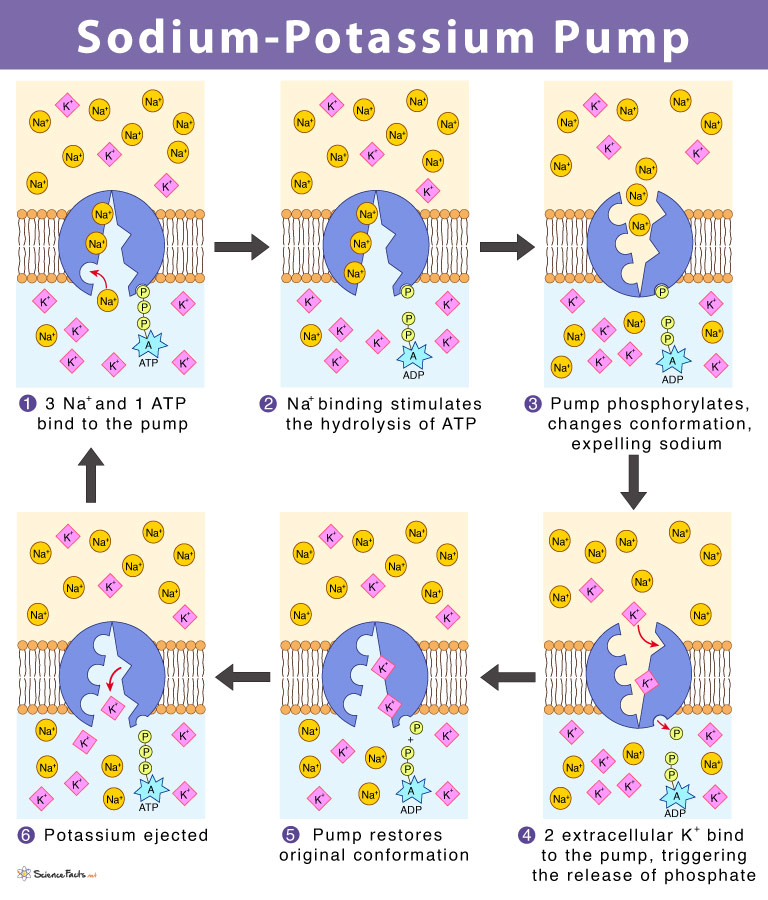 Sodium-potassium ATPase pump transporting 3 Na+ out and 2 K+ into the cell using ATP hydrolysis