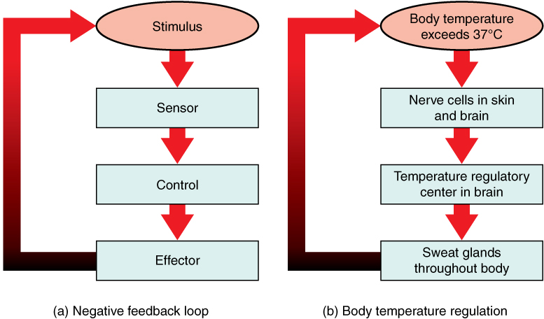 Negative feedback loop diagram showing sensor, control center, and effector with thermoregulation example
