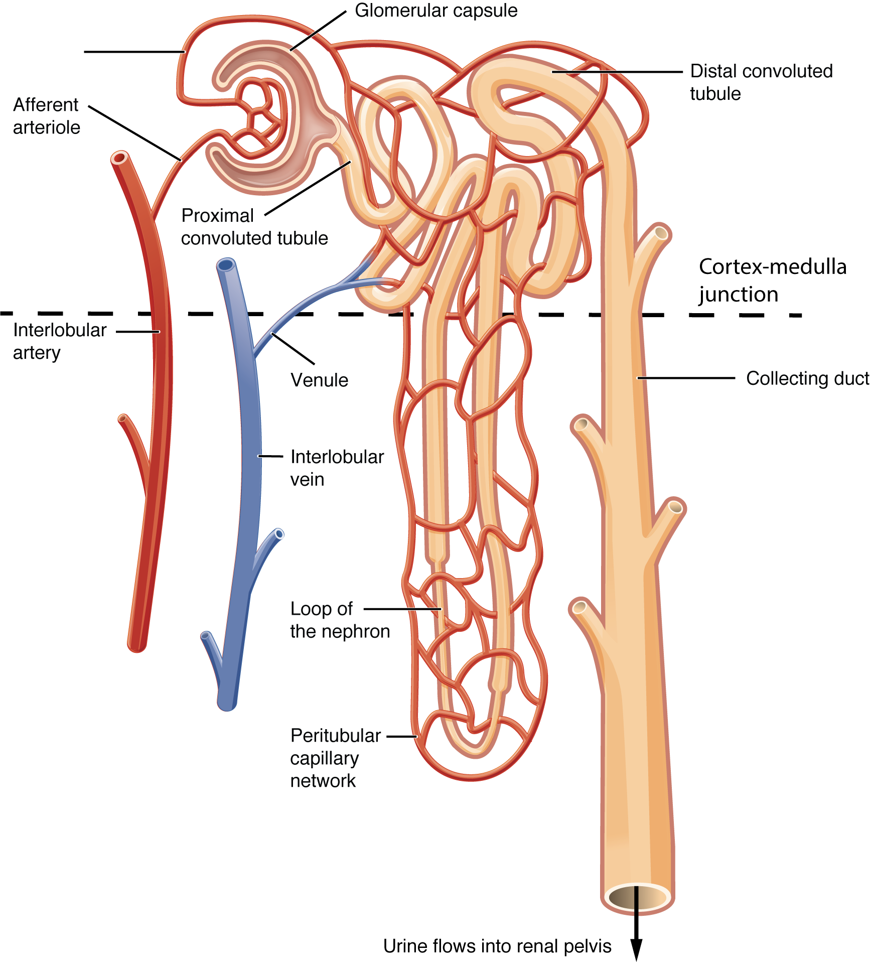 Nephron structure showing glomerulus, proximal tubule, loop of Henle, distal tubule, collecting duct, and peritubular capillaries