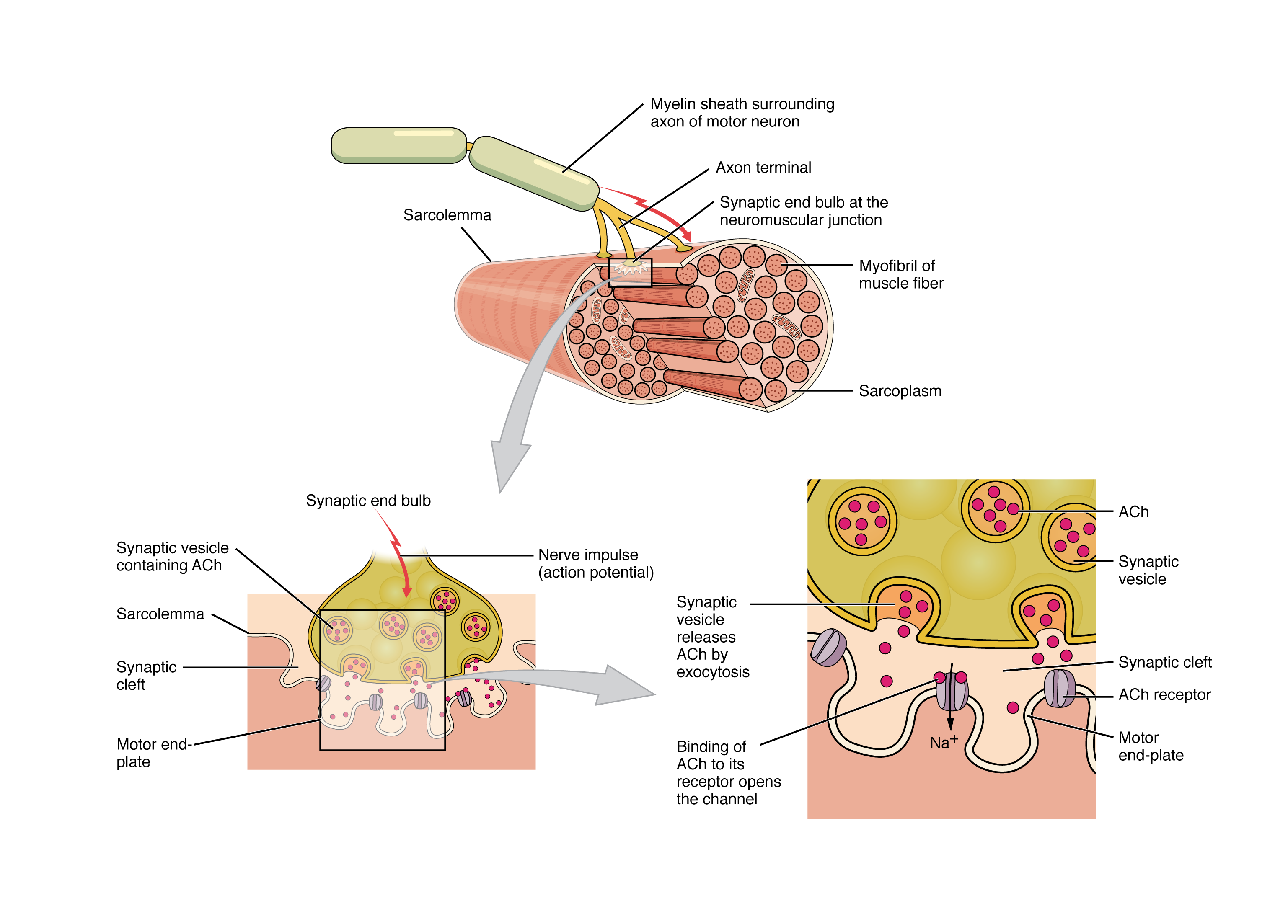 Neuromuscular junction showing motor neuron axon terminal, synaptic cleft, acetylcholine vesicles, nicotinic receptors on the motor end plate