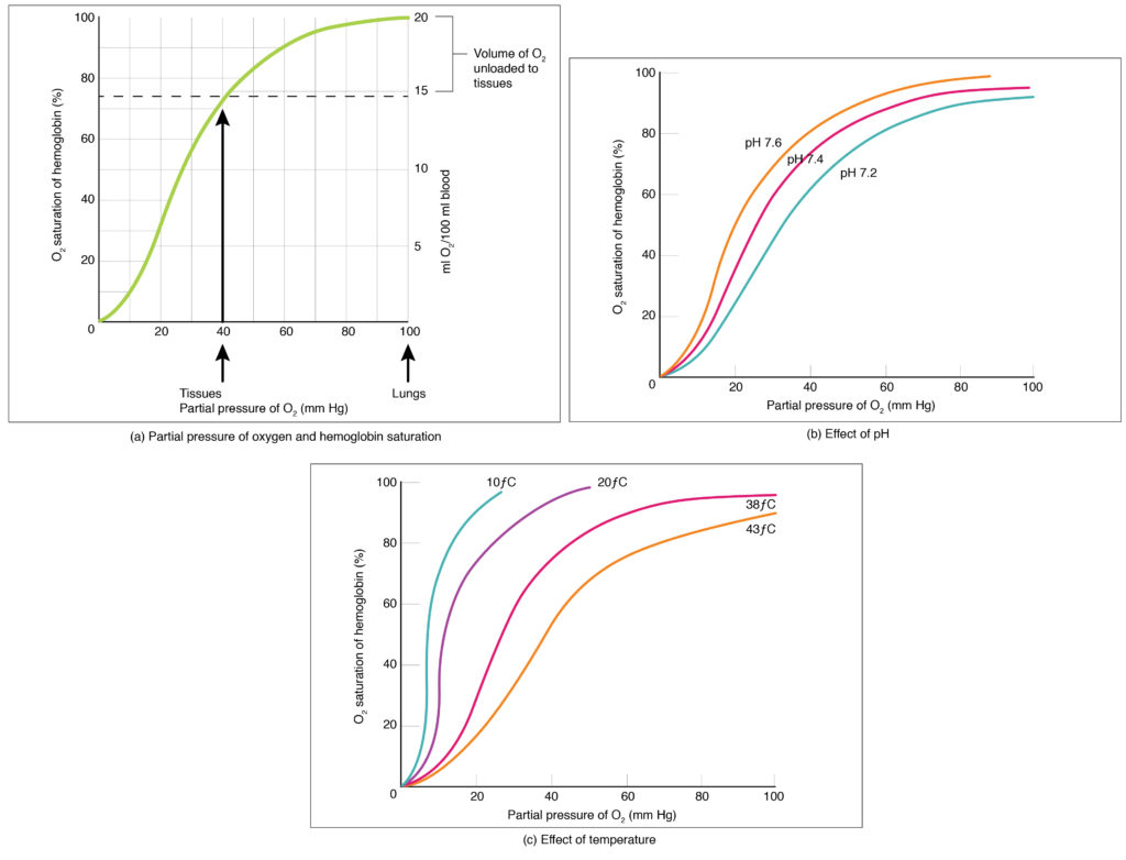 Oxygen-hemoglobin dissociation curve showing sigmoid shape, P50, and factors causing right and left shifts