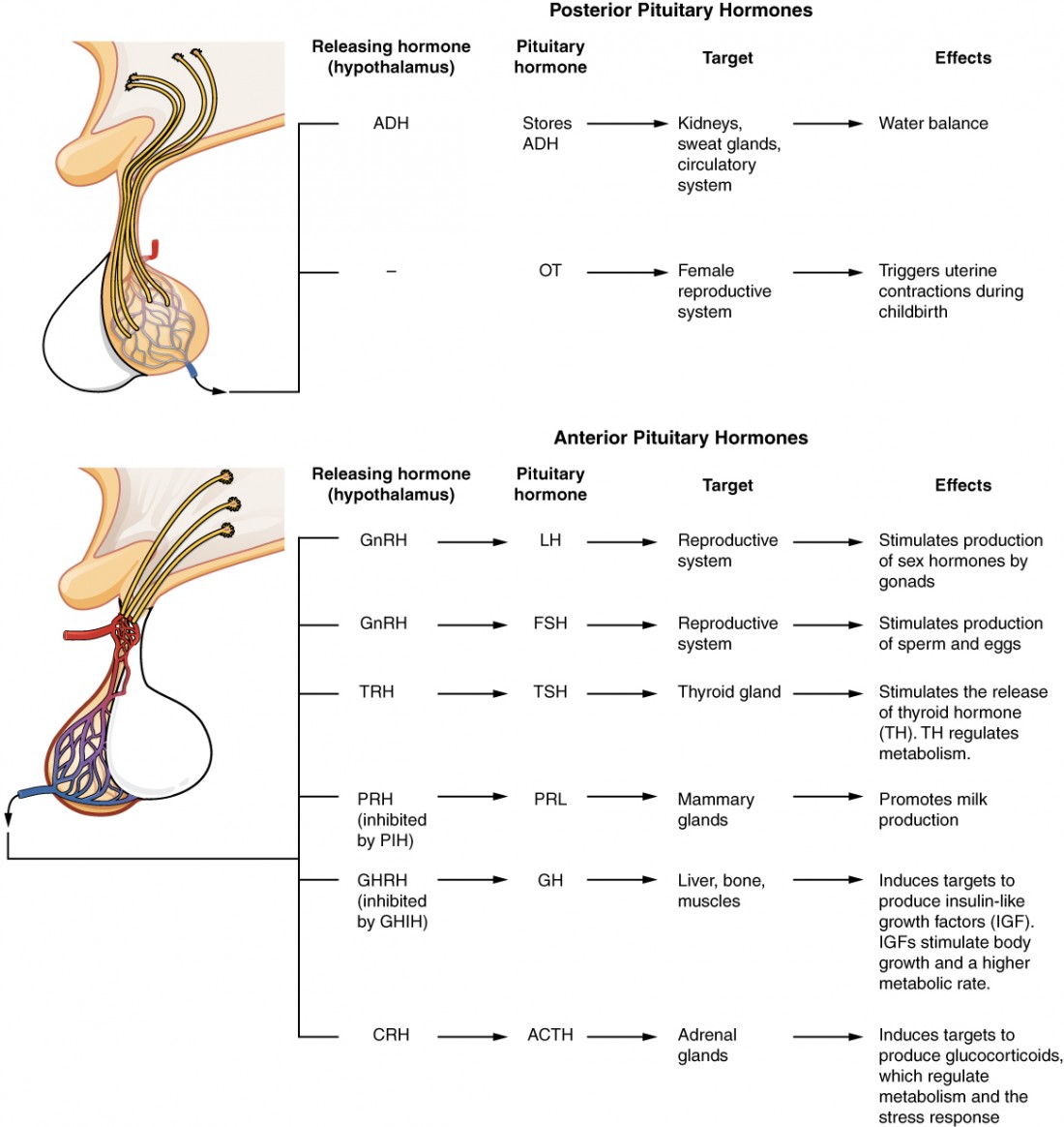Summary of major pituitary hormones showing anterior and posterior pituitary secretions and their target organs