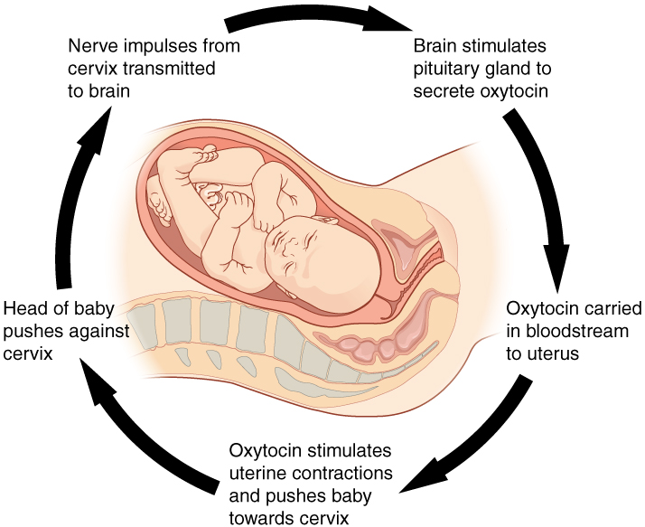Positive feedback loop during childbirth showing oxytocin release cycle