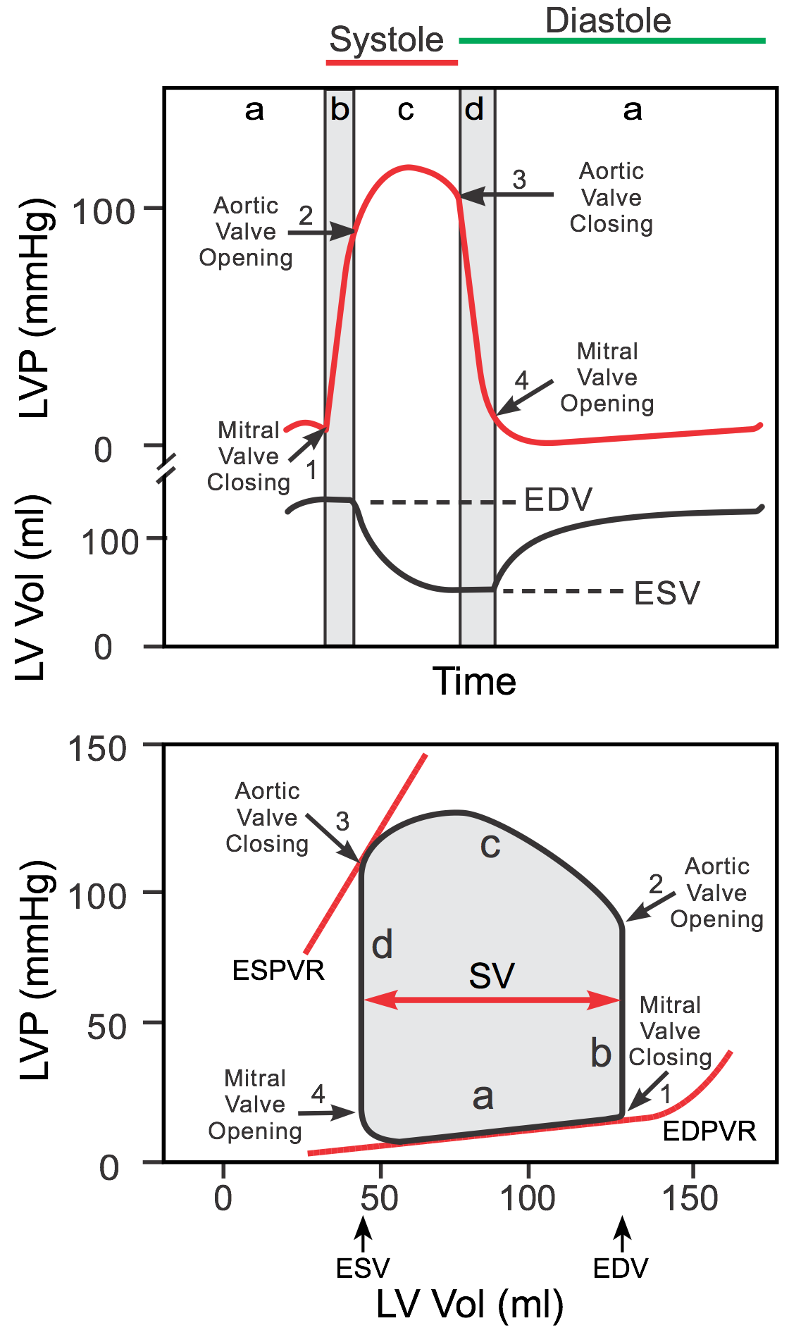 Left ventricular pressure-volume loop showing the four phases of the cardiac cycle with ESPVR and EDPVR lines