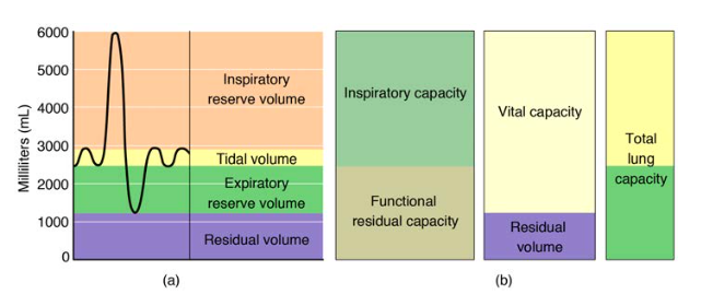 Spirometry tracing showing tidal volume, inspiratory reserve volume, expiratory reserve volume, residual volume, and lung capacities
