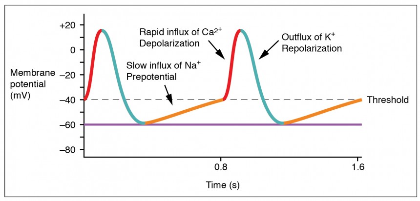 SA node pacemaker action potential showing phases 0, 3, and 4 with funny current and calcium channels