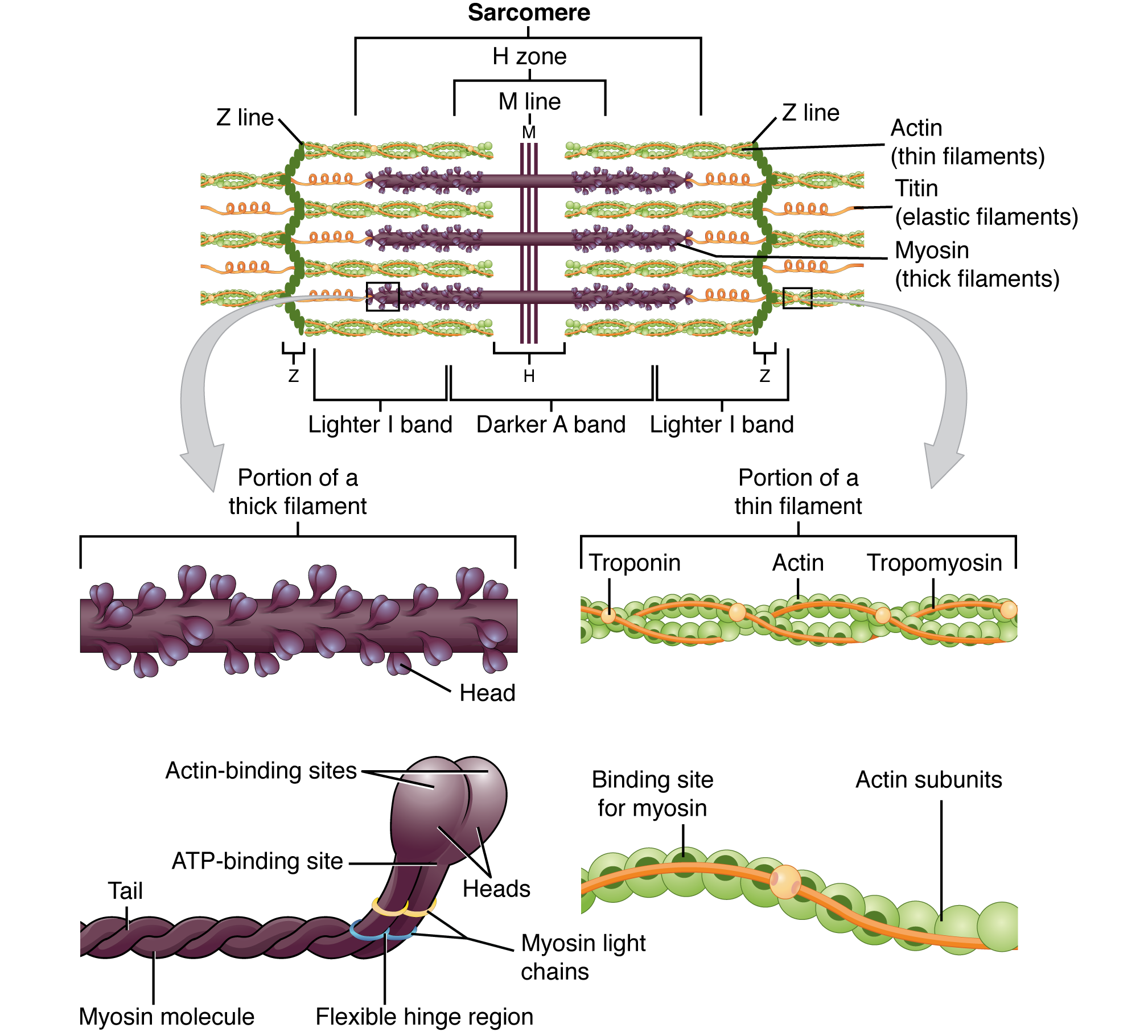 Sarcomere structure showing thick myosin and thin actin filaments, Z-discs, I-band, A-band, H-zone, and M-line