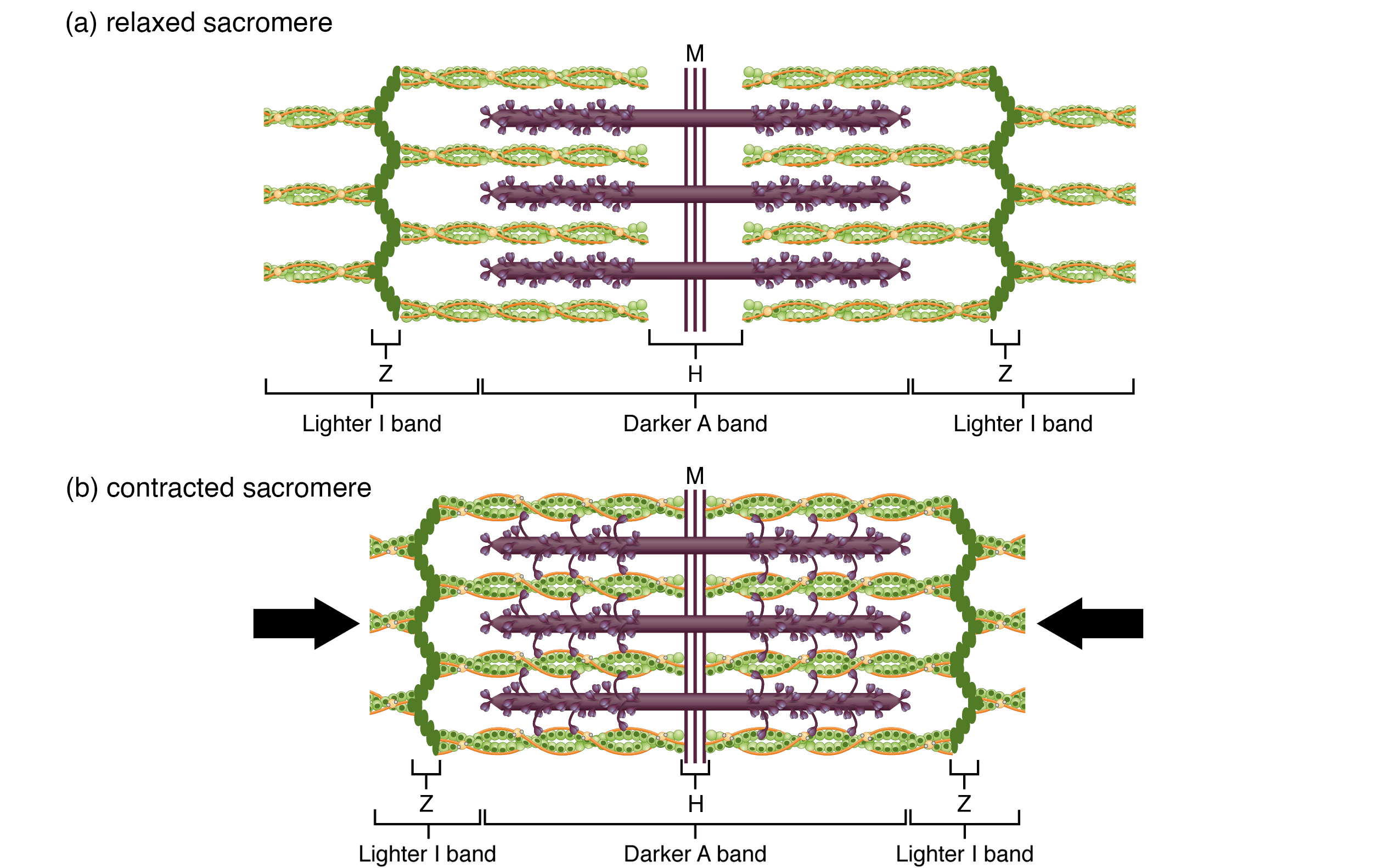 Sliding filament model of muscle contraction showing myosin cross-bridge cycling and sarcomere shortening