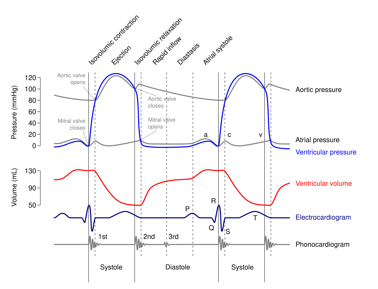 Wiggers diagram showing aortic, ventricular, and atrial pressures, ventricular volume, ECG, and heart sounds throughout the cardiac cycle