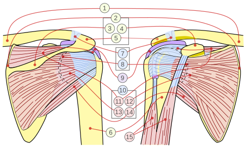 Diagram of the four rotator cuff muscles: supraspinatus, infraspinatus, teres minor, and subscapularis (SITS) with their insertions on the humerus
