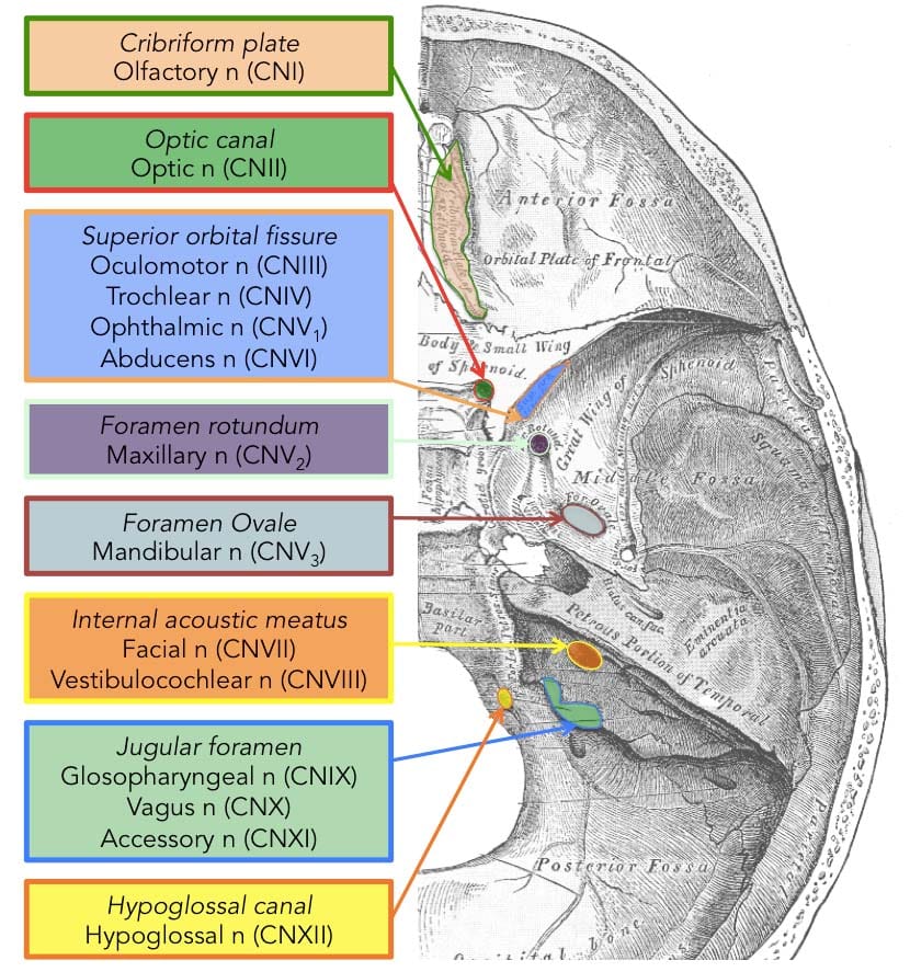 Superior view of the skull base showing the anterior, middle, and posterior cranial fossae with labeled foramina and their cranial nerve contents