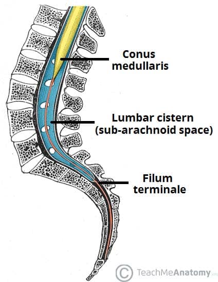 Diagram of the distal spinal cord showing the conus medullaris at L1-L2 and the cauda equina descending within the lumbar cistern
