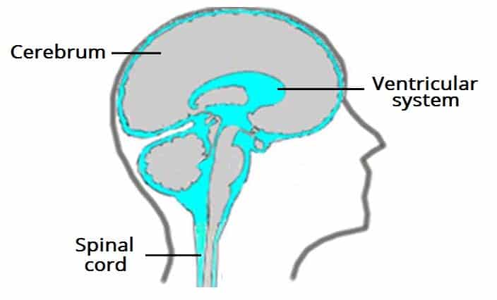 Diagram of the ventricular system showing the lateral ventricles, third ventricle, cerebral aqueduct, fourth ventricle, and CSF flow pathways