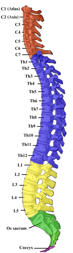 Lateral view of the vertebral column showing cervical, thoracic, lumbar, sacral, and coccygeal regions with their normal curvatures