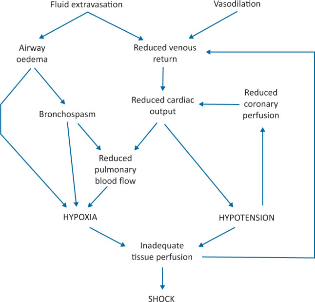Pathophysiological mechanisms of anaphylactic shock showing mast cell activation, mediator release, and end-organ effects