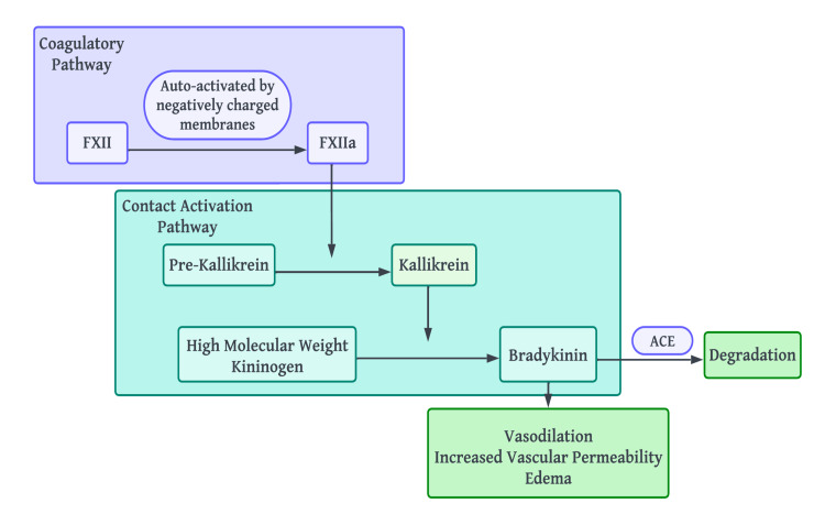 Diagram of bradykinin-mediated angioedema pathophysiology showing the kinin-kallikrein system and C1-inhibitor regulation