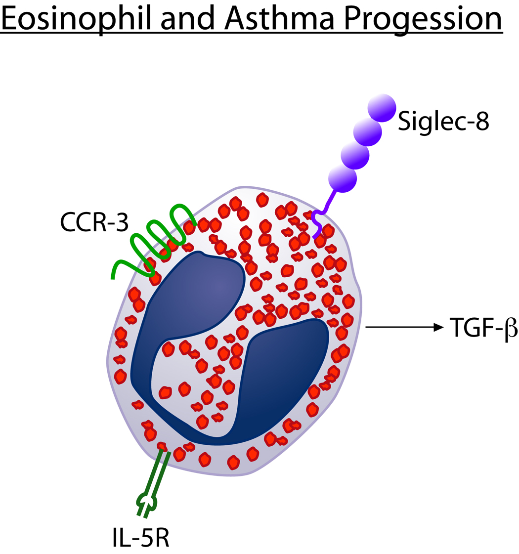 Diagram showing the role of eosinophils in asthma progression including tissue damage, airway remodeling, and eosinophil-derived mediators