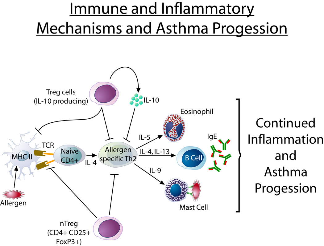 Diagram of immune and inflammatory mechanisms driving asthma pathophysiology including Th2 cells, eosinophils, mast cells, and cytokines
