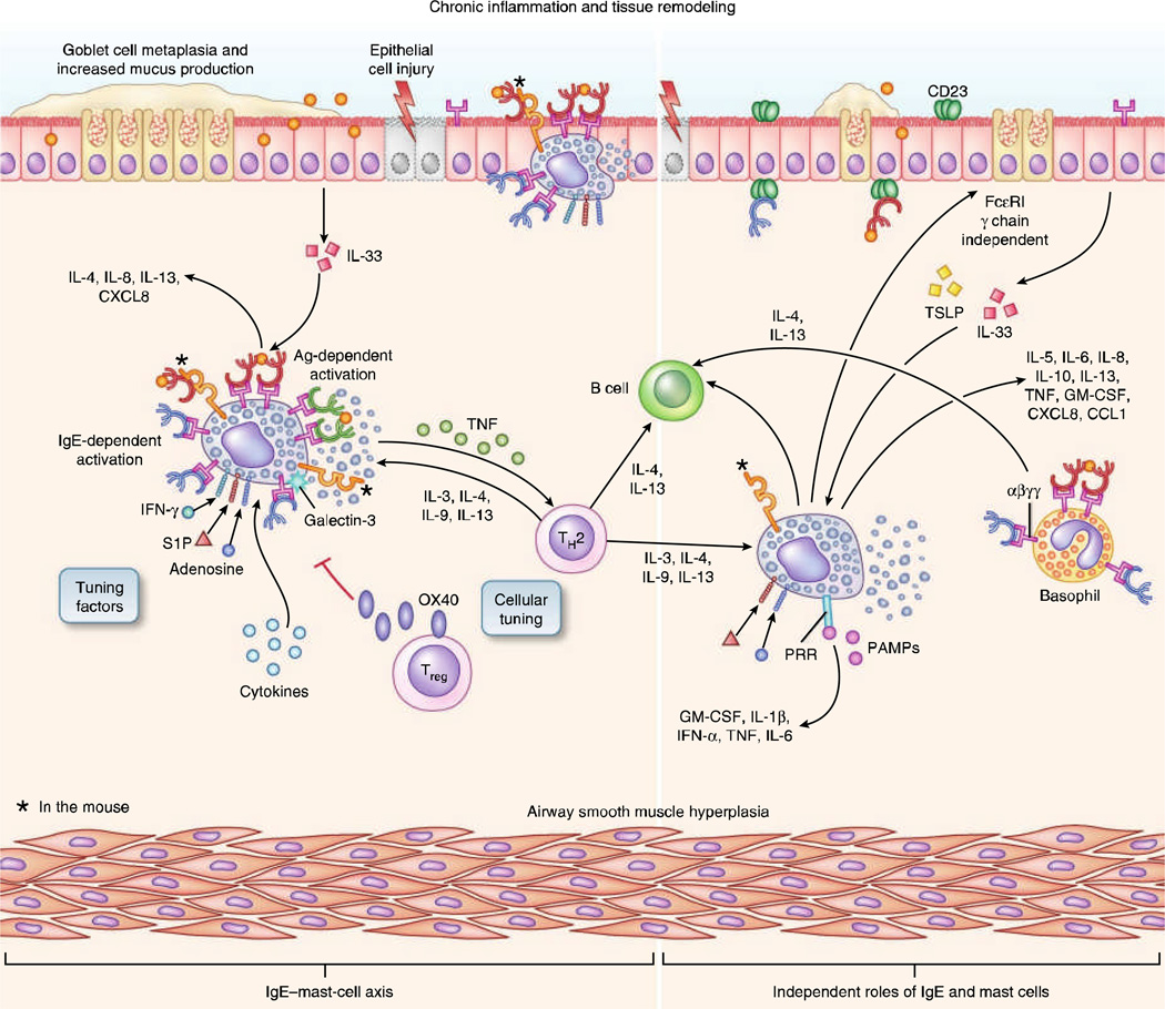 Diagram of chronic airway inflammation and tissue remodeling in asthma showing IgE, mast cells, and structural changes over time