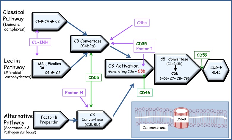 Diagram of the three complement activation pathways: classical, lectin, and alternative, converging at C3 convertase and leading to the membrane attack complex