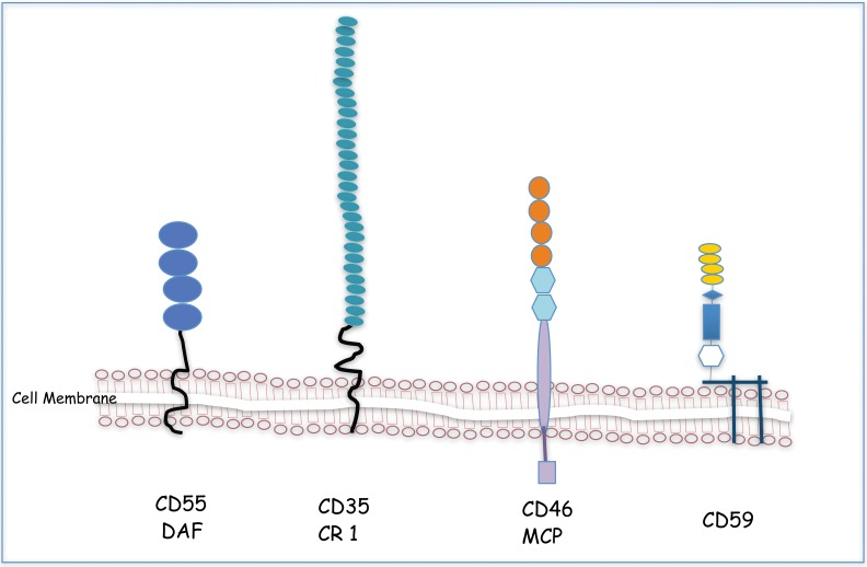 Diagram of membrane-bound complement regulatory proteins that protect host cells from complement-mediated damage
