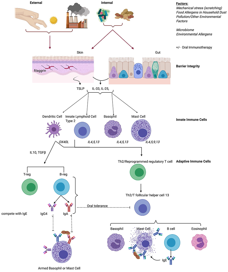 Diagram of IgE-mediated food allergy pathogenesis showing skin and gut barrier dysfunction, sensitization pathways, and effector responses
