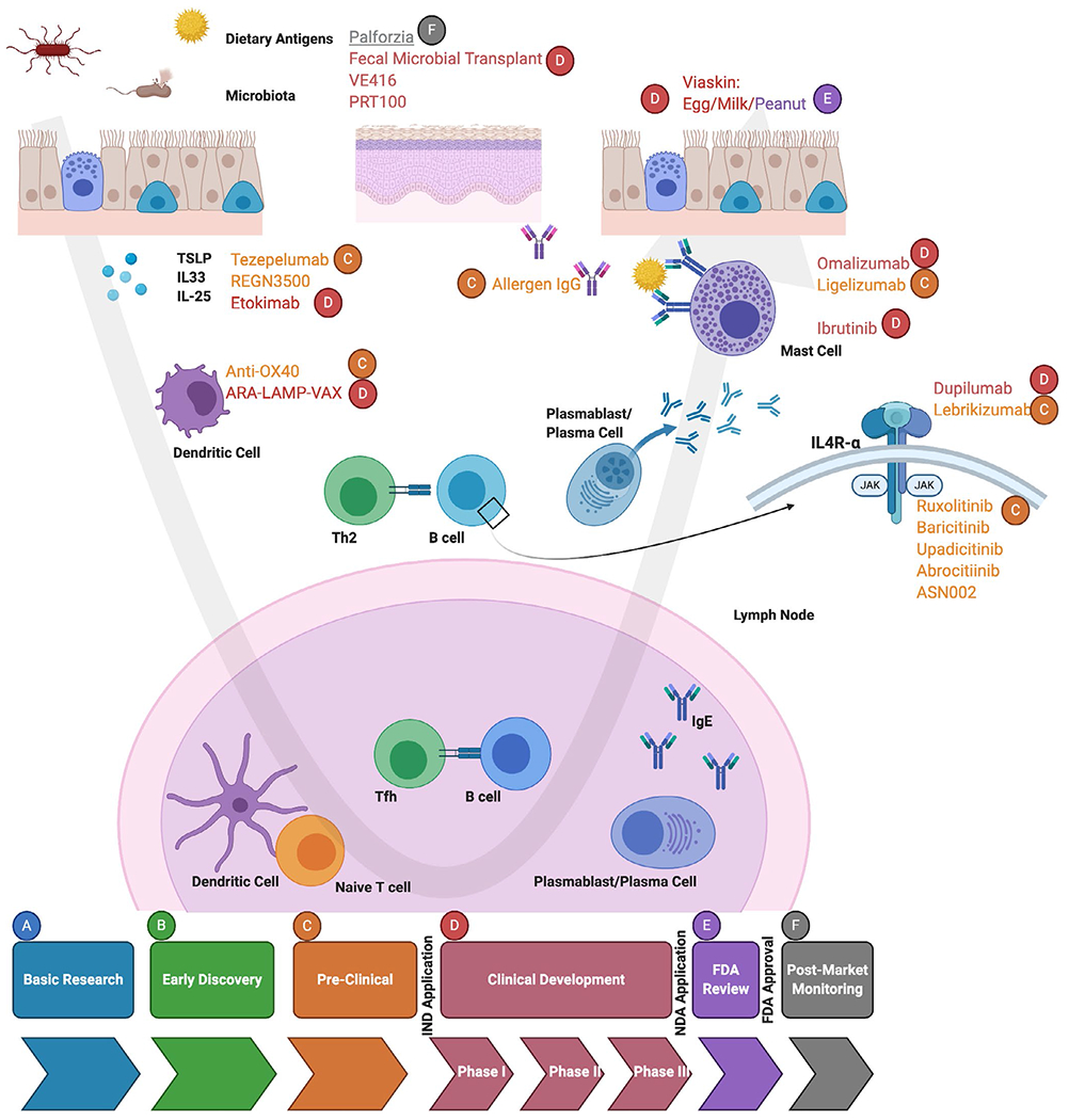 Diagram of treatment candidates and mechanisms for food allergy including oral immunotherapy, biologics, and emerging approaches