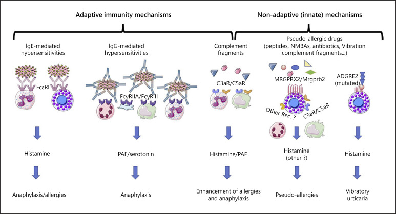 Summary diagram of all four hypersensitivity reaction types with their mechanisms, timelines, and clinical examples