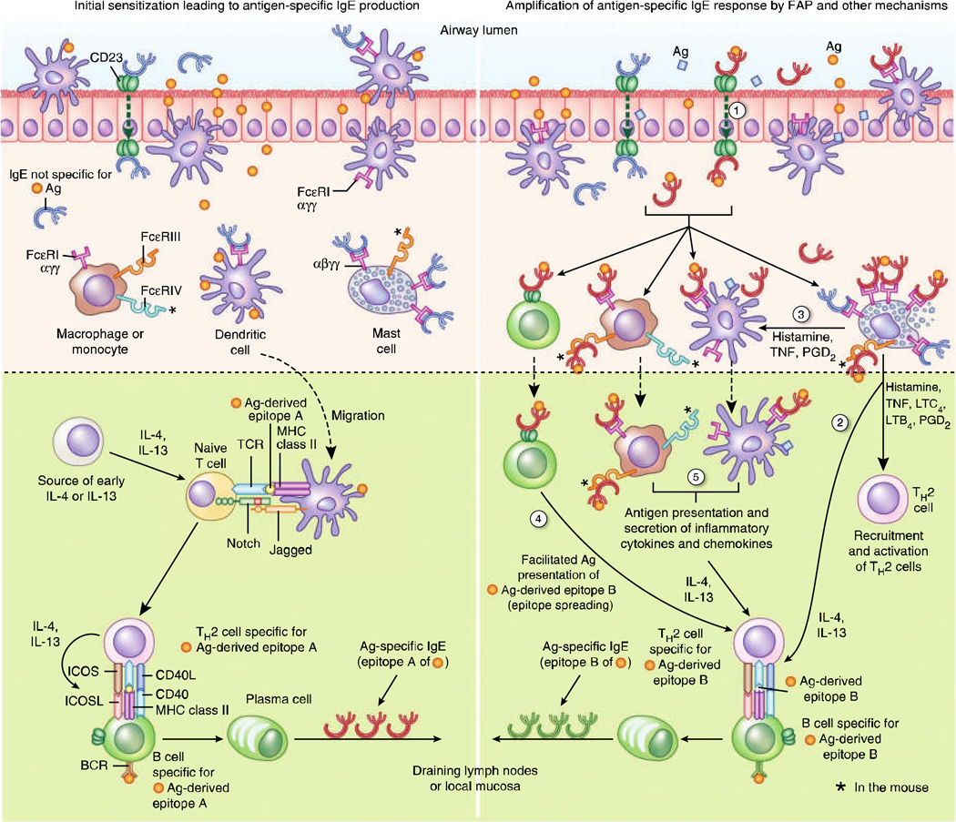 Diagram showing allergen sensitization and IgE production pathway involving dendritic cells, Th2 cells, and B cells