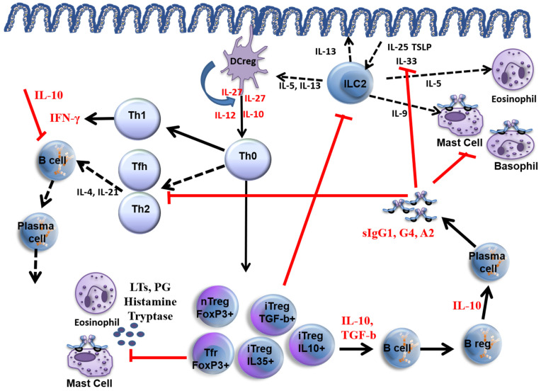 Diagram of allergen immunotherapy mechanisms showing Treg induction, IgG4 blocking antibodies, and suppression of Th2 responses