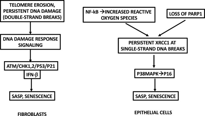 Overview diagram comparing innate and adaptive immune system components and their interactions