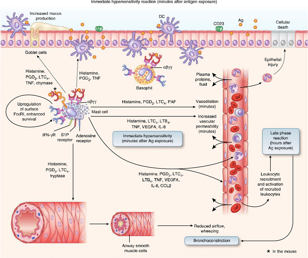 Diagram of IgE-mediated mast cell degranulation showing early-phase mediator release including histamine, tryptase, and leukotrienes
