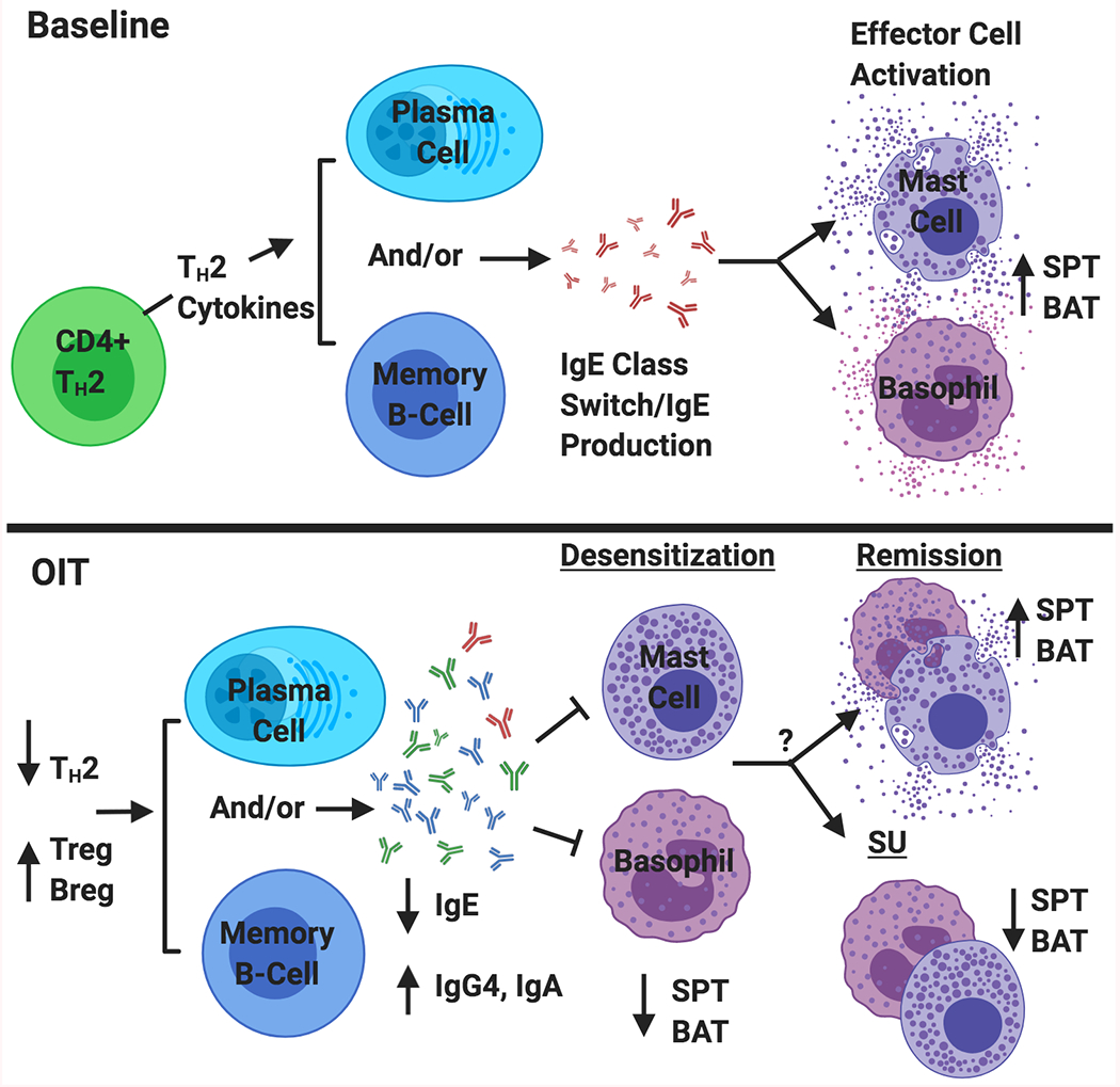 Diagram showing B-cell and effector cell immune responses during oral immunotherapy including IgE reduction and IgG4 increase