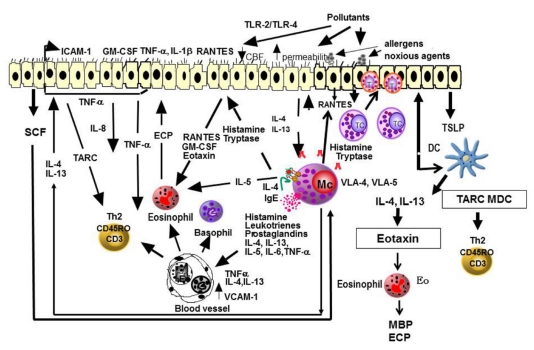 Diagram of ongoing inflammation in allergic rhinitis showing cellular infiltration and mediator release during early and late phase responses