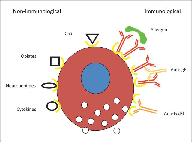 Diagram showing mast cell degranulation pathways in urticaria including IgE-dependent and IgE-independent mechanisms