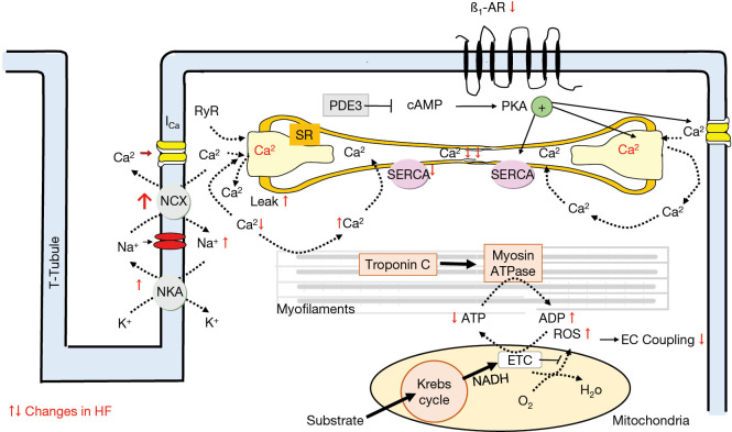 Excitation-contraction coupling in cardiac myocytes showing calcium handling and ion transporter dysfunction in heart failure