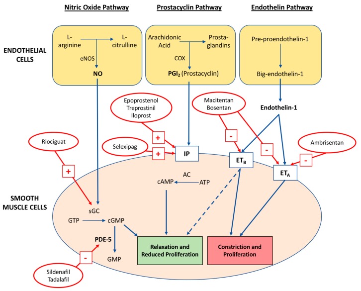 Key abnormal signaling pathways in PAH showing nitric oxide, prostacyclin, and endothelin systems with drug targets
