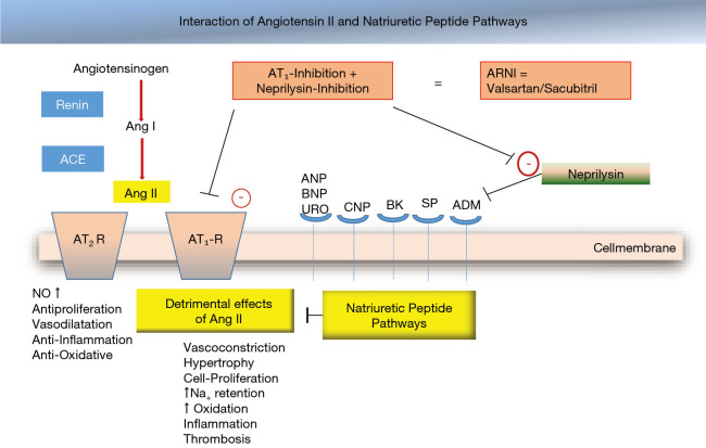 Interaction between angiotensin II signaling and natriuretic peptide pathways in heart failure