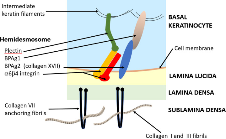 Molecular structure of the basement membrane zone showing hemidesmosomes, lamina lucida, lamina densa, and anchoring fibrils
