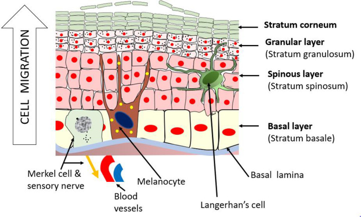 Diagram of the five layers of the epidermis from stratum basale to stratum corneum