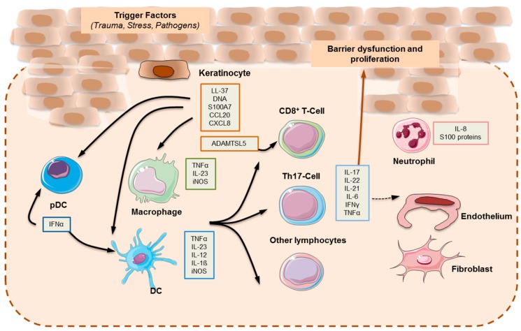 Diagram illustrating the IL-23/Th17 axis pathogenesis of psoriasis with immune cell interactions