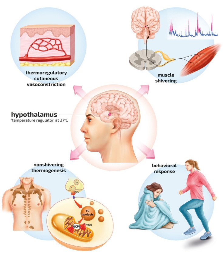 Accidental hypothermia management algorithm showing staging, rewarming methods, and cardiac arrest management based on core temperature