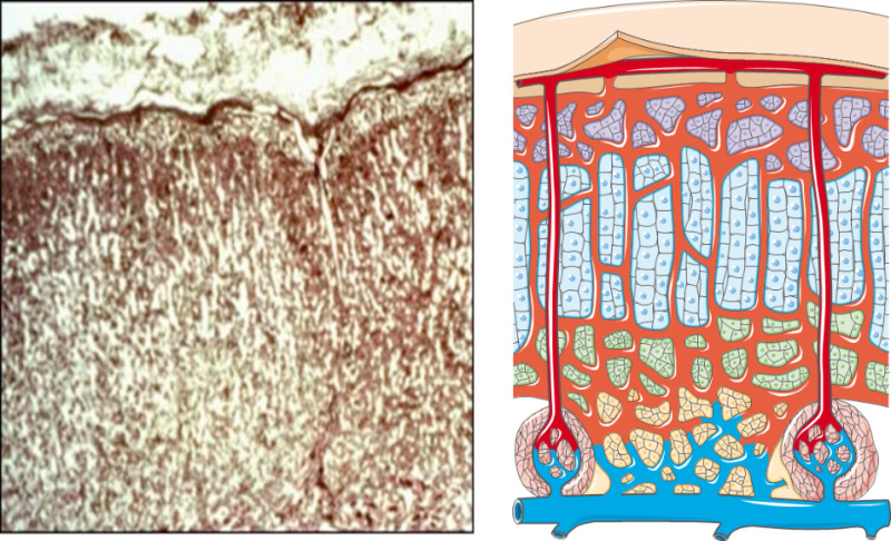 Adrenal gland vascularization diagram showing arterial supply and venous drainage