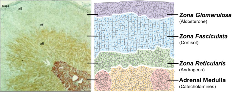Histological cross-section of adrenal gland showing zona glomerulosa, zona fasciculata, zona reticularis, and medulla