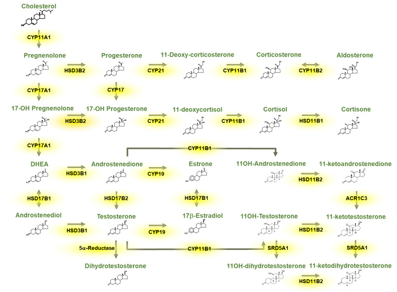 Adrenal steroidogenesis pathway diagram showing enzymatic steps from cholesterol to cortisol, aldosterone, and androgens