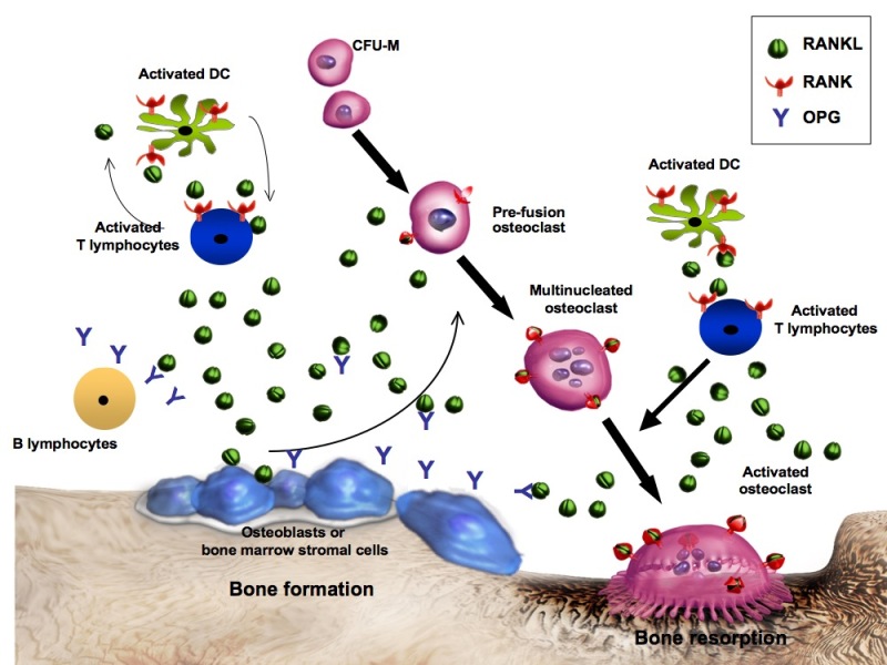 Diagram of the bone remodeling cycle showing interactions between osteoblasts, osteoclasts, and osteocytes with regulatory signaling factors