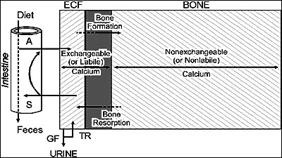 Schematic of calcium and skeletal metabolism showing PTH, vitamin D, and calcitonin actions on bone, kidney, and intestine