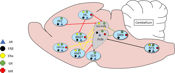 Diagram showing adrenal and gonadal steroid hormone receptor inputs to hypothalamic-pituitary axis circuitry